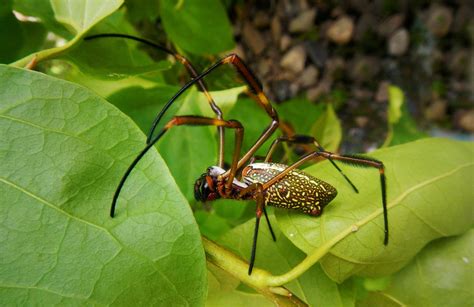 Golden Silk Spider • Florida Wildlife Federation