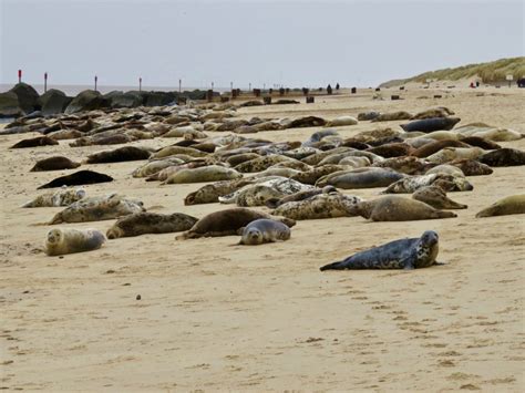 Seals at Horsey Gap in Norfolk - Well Travelled Munchkins