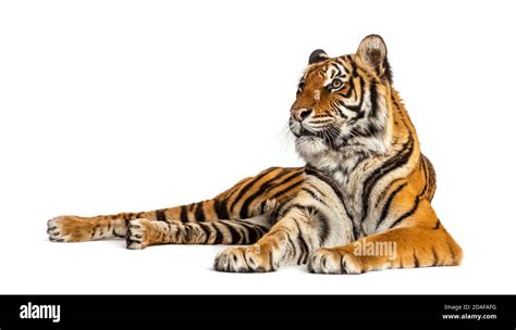 Tiger Lying Down Isolated On White Stock Photo Alamy