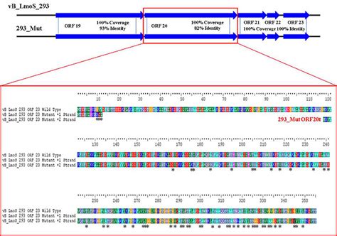 Amino Acid Sequence Alignment Of Open Reading Frame Orf Of Phage