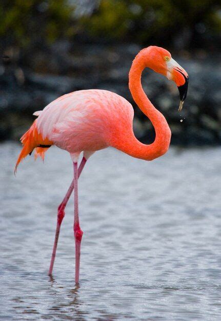 Flamingos Caribenhos Em P Na Lagoa As Ilhas Gal Pagos P Ssaros