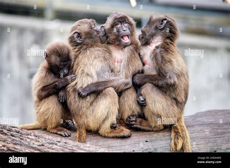 Four Monkeys Hi Res Stock Photography And Images Alamy