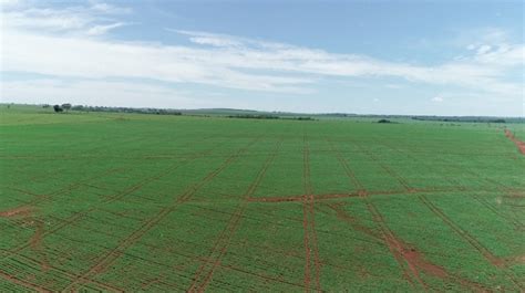 Soja MT deve plantar 10 milhões de hectares 2 26 mais que a última