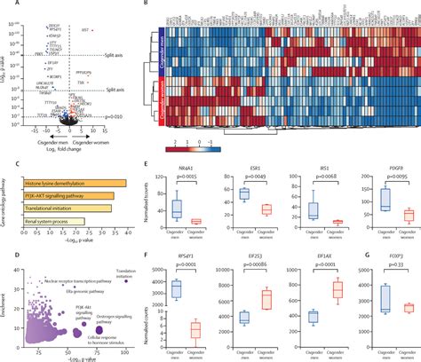 Investigating Sex Differences In T Regulatory Cells From Cisgender And