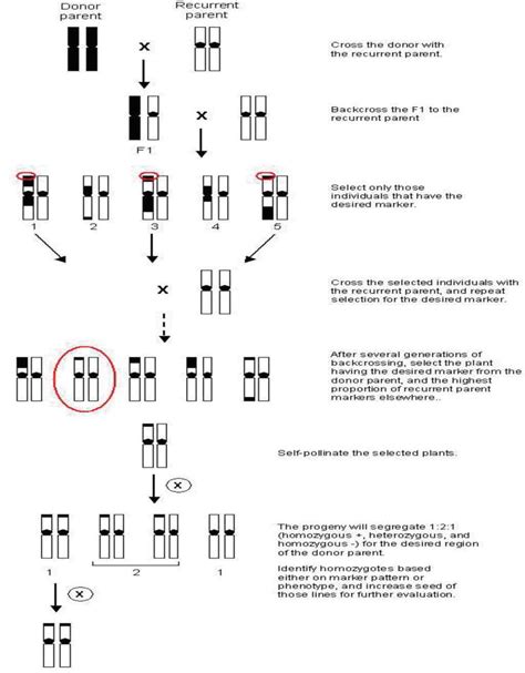 Marker Assisted Selection Mas A Fast Track Tool In Tomato Breeding