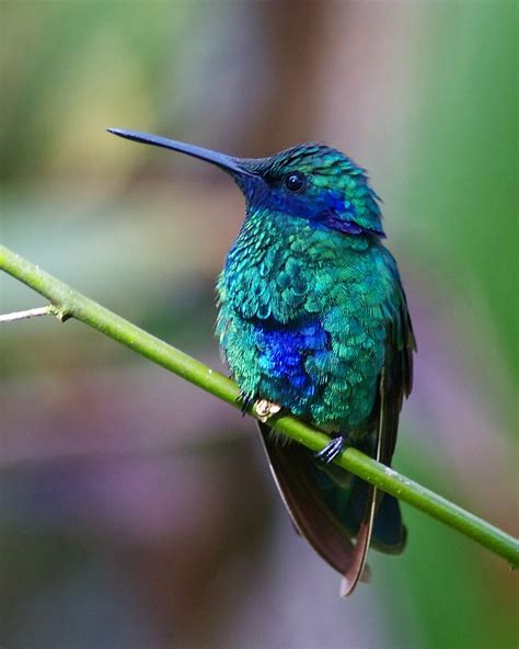 Glanz Veilchenohrkolibri Colibri Coruscans Picture Bird