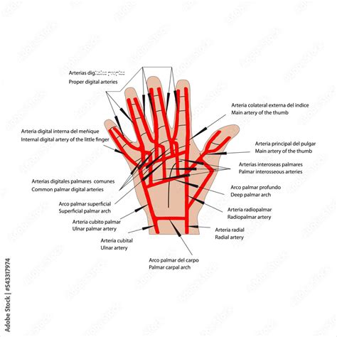 Anatomía Humana Anatomía Topografía De Las Arterias De La Mano Derecha