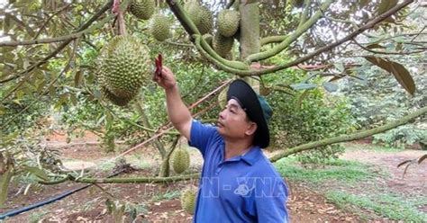 Nắng nóng gay gắt nhiều vườn sầu riêng nguy cơ thất thu