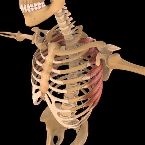 Serratus Anterior Muscle Anatomy For Medical Concept 3D Stock