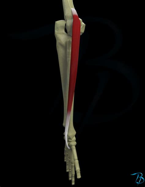 Extensor Carpi Radialis Longus Myoreflex