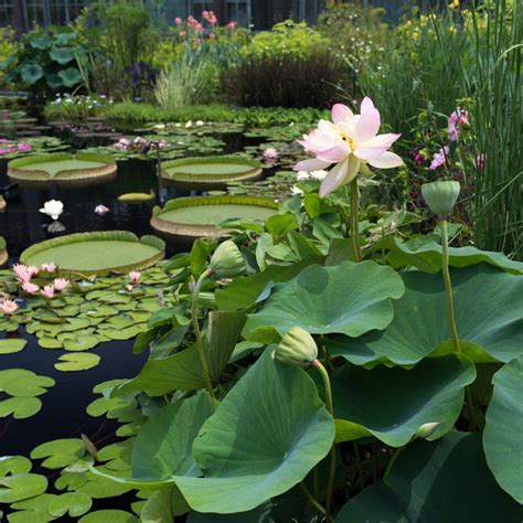 Lotus in the water lily garden Photos in .jpg format free and easy download unlimit id:561681