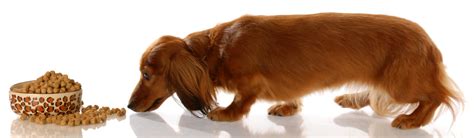 3 Easy Ways To Keep Your Dachshund Healthy Dachshund Station