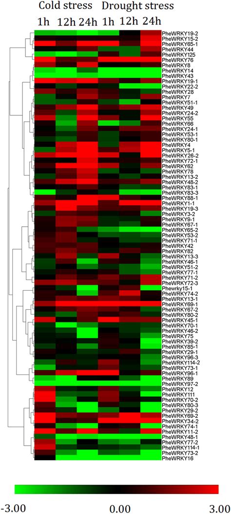 Expression Profiles Of Wrky Genes Under Cold And Drought Stress The