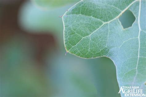 Plants Of Texas Rangelands Blackjack Oak