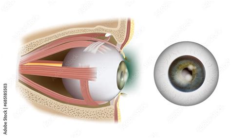 Human Eye Anatomy Infographic Human Eye Extraocular Muscles