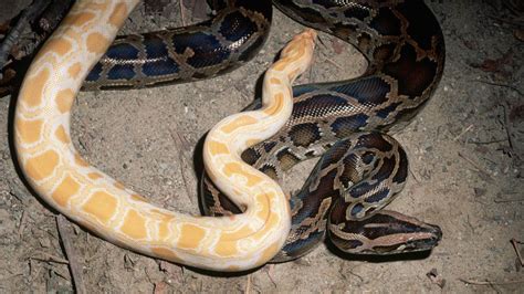 Albino Snake Traits and Health Concerns | HowStuffWorks