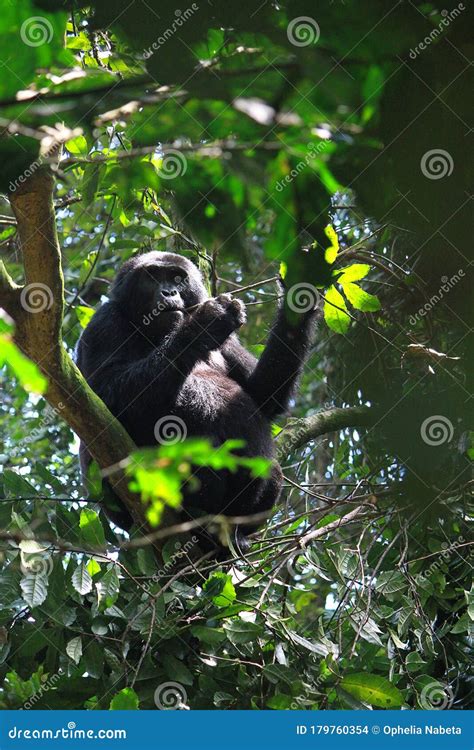 A Black-back Gorilla among the Leaves in the Forest Stock Photo - Image ...