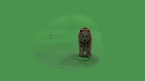 Green Screen Video Of Blonde Grizzly Bear Stomping On Box Facing