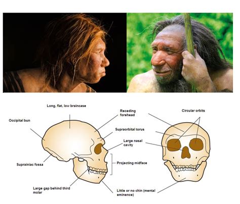 Occipital Torus Neanderthal