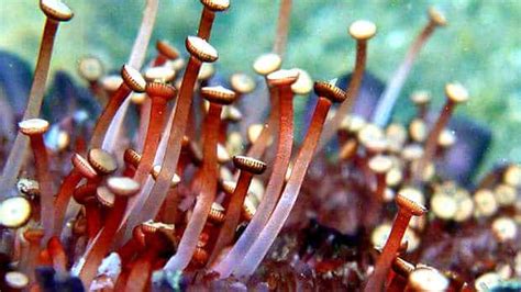 Sea Urchin Tube Feet Have Less Grip In Low Salinity Waters