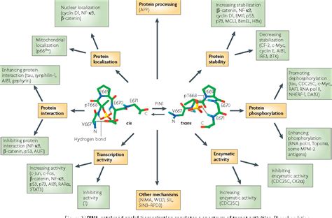 Pdf The Prolyl Isomerase Pin A Pivotal New Twist In Phosphorylation