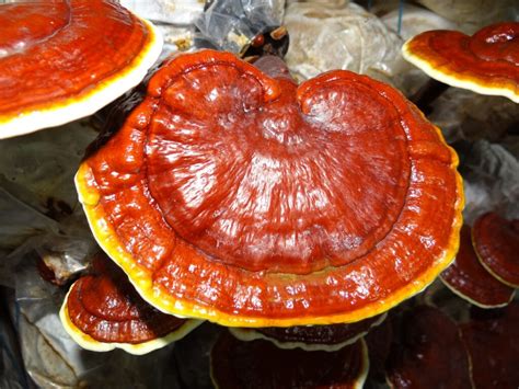 Ganoderma Licidum Conozcamos Todos Los Beneficios De Este Hongo