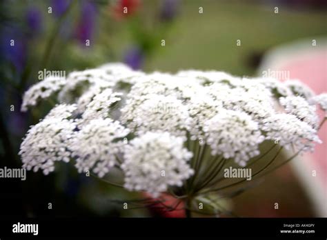 Whiteflower Stock Photo Alamy