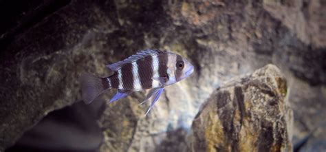 Tanganyika cichlids diet - Aquadecor