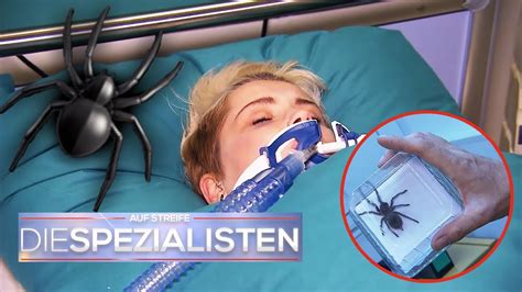 Giftigste SPINNE Der Welt Frau Wird Nach BISS Ins KOMA Versetzt