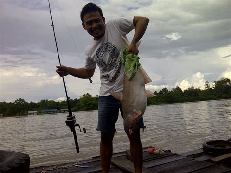 Umpan Juara Lomba Mancing Ikan Mas Hobi Mancing