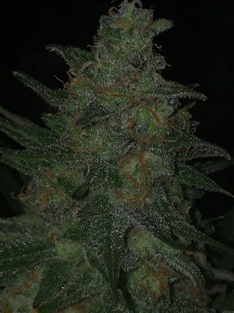 Critical Sensi Star Von Delicious Seeds Cannabis Sorten Infos