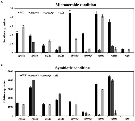 Frontiers Role Of Two RpoN In Bradyrhizobium Sp Strain DOA9 In