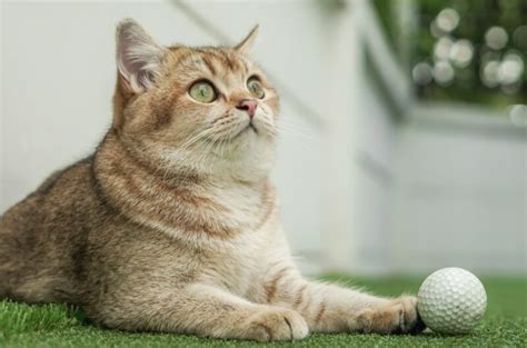 How Long Do British Shorthair Cats Live Average Lifespan Data And Facts Catster