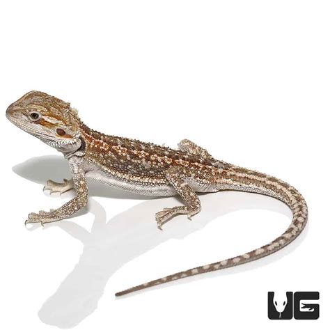 Baby Hypo Citrus Dunner Bearded Dragons Pogona Vitticeps For Sale