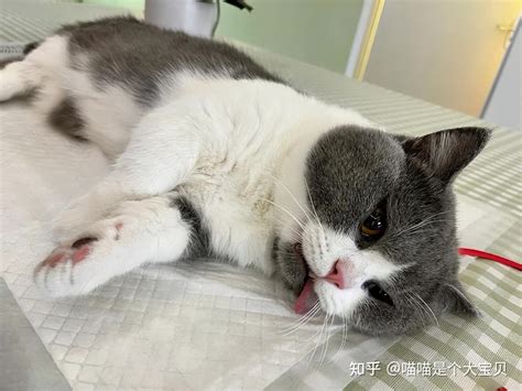 如果一只猫不绝育10年后会变成怎样 知乎