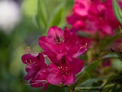 Rhododendron Flowers Red - Free photo on Pixabay - Pixabay