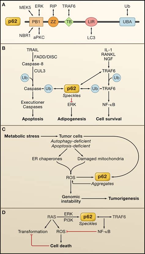 p   crossroads  autophagy apoptosis  cancer cell