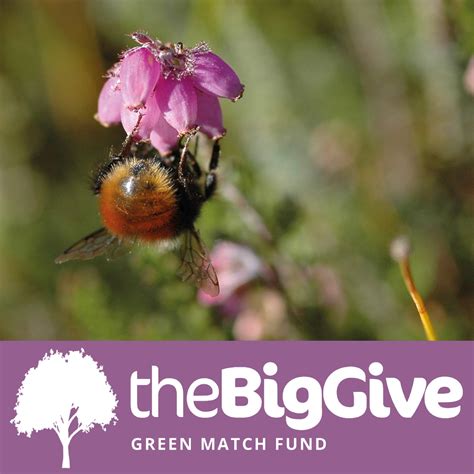 Bumblebee Conservation Trust Bumblebeetrust Twitter