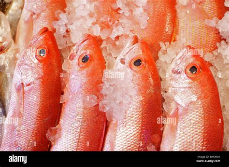 Pez Pargo Rojo Fotos E Imágenes De Stock Alamy