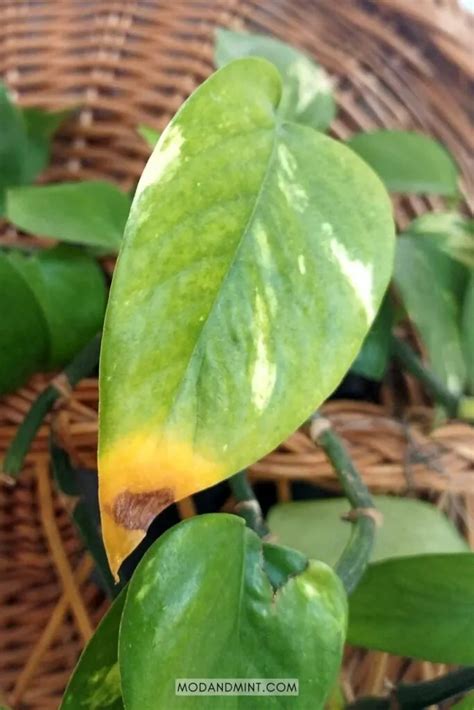 Epipremnum Aureum Care How To Grow Indoor Pothos Plants