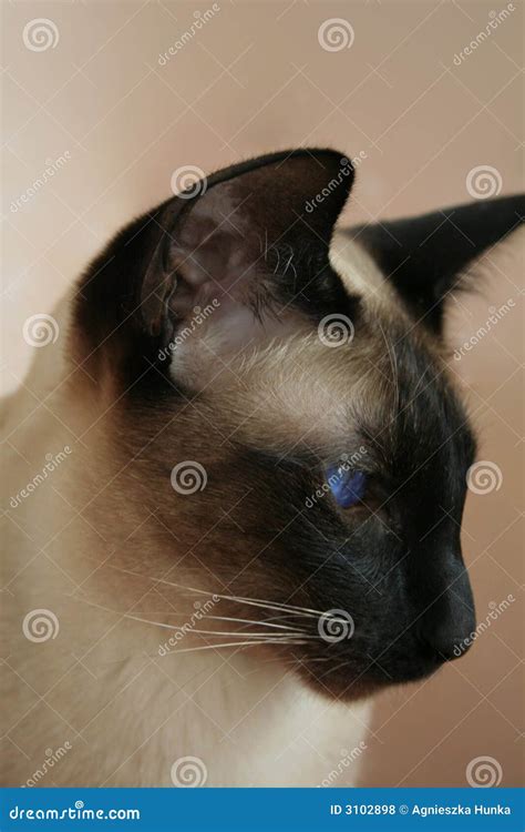 Siamese cat seal point stock photo. Image of slanted, animal - 3102898