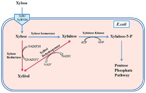 Xylose Pathway