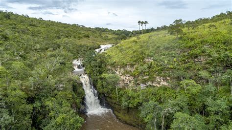 Cu Ntas Especies De Plantas Hay En El Mundo