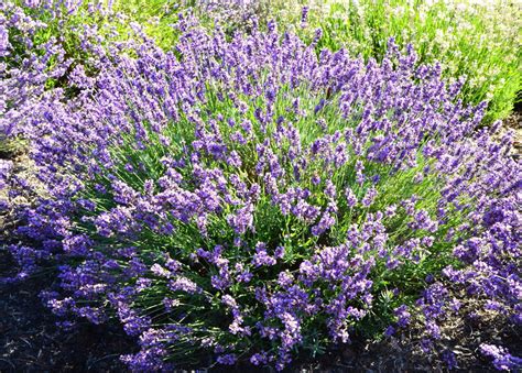 English Lavender ‘imperial Gem Garden Housecalls