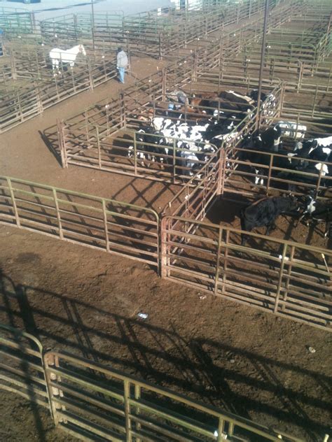 meat: Livestock auction and stockyard design