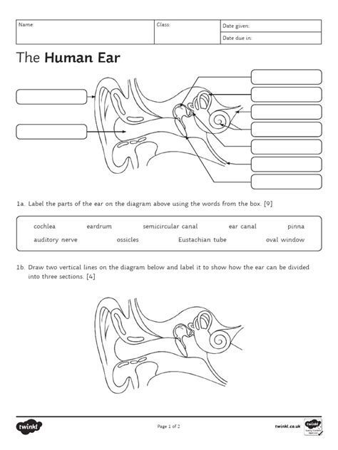 Human Ear Worksheet PDF | PDF | Ear | Hearing