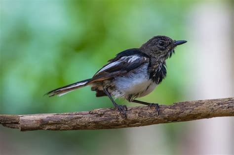 Premium Photo Oriental Magpie Robin Bird