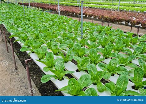 Hydroponic Vegetables Plantation Stock Image Image Of Healthy Plant