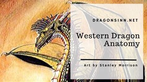 Dragon Anatomy and Physiology - Dragonsinn.net