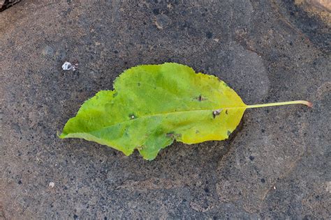 Fotos gratis árbol naturaleza planta hoja flor verde Produce